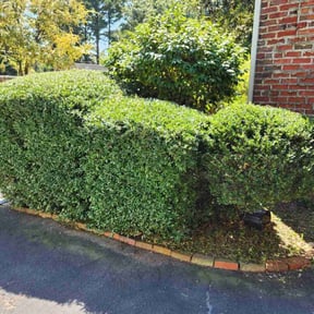 Bush Trimming by M&amp;M Lawn Care reviewed on November 18, 2025
