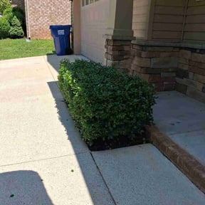 Bush Trimming by A Valentines Dream Contracting Services LLC reviewed on June 3, 2026