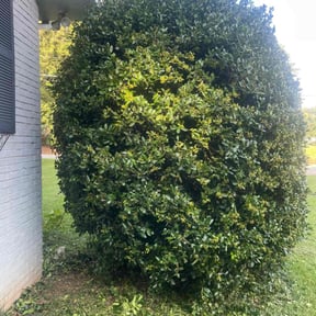 Bush Trimming by BSM &amp; Co. Landscaping reviewed on October 21, 2025