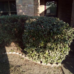 Bush Trimming by Helping Hands reviewed on August 20, 2025