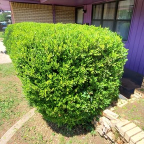Bush Trimming by Mow & Go reviewed on August 16, 2025