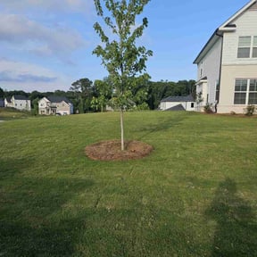 yard service by LPZ Landscaping reviewed on August 15, 2025
