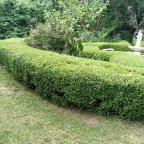 Bush Trimming by Cuthbert lawn care reviewed on August 17, 2025