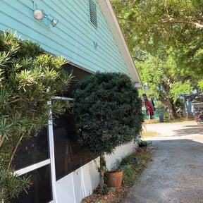 Bush Trimming by Fortanel lanscaping reviewed on August 16, 2025