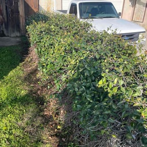 Bush Trimming by Affordable Lawn Care reviewed on December 27, 2025