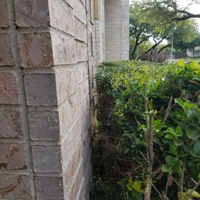 Bush Trimming by Central TX Services reviewed on August 20, 2025