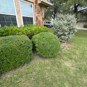 Bush Trimming by Abel Baeza reviewed on October 23, 2025