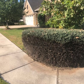 Bush Trimming by Okie Lawn and Landscape reviewed on August 20, 2025