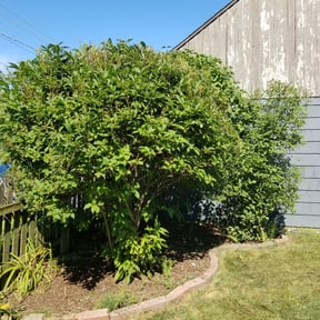 Bush Trimming by Forbes Mowing and Landscaping L.L.C. reviewed on August 16, 2025