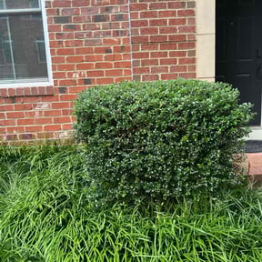 Bush Trimming by CLIFFS Lawn &amp; More reviewed on December 23, 2025