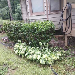 Bush Trimming by Garcia lawn care reviewed on August 19, 2025