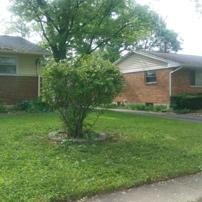 Bush Trimming by Giron Tree Services LLC reviewed on August 17, 2025