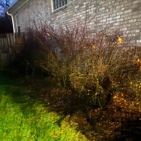 Bush Trimming by A Cut Above reviewed on November 20, 2025