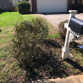 Bush Trimming by Garcia&#039;s services reviewed on May 28, 2025