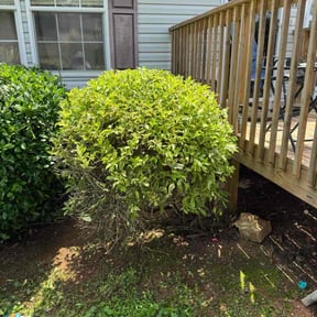 Bush Trimming by J&amp;A Affordable Landscape reviewed on February 5, 2026