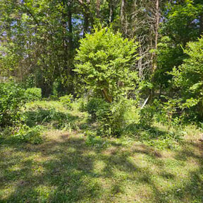 Bush Trimming by Home Medic reviewed on May 4, 2026