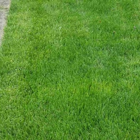 landscape maintenance by Chuyin's Lawn Care LLC reviewed on August 18, 2025