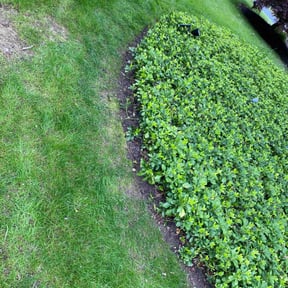 Leaf Removal by Jardinería rodriguez reviewed on September 26, 2025