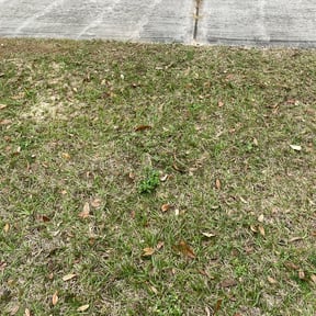 Bush Trimming by S&R lawn care reviewed on August 21, 2025