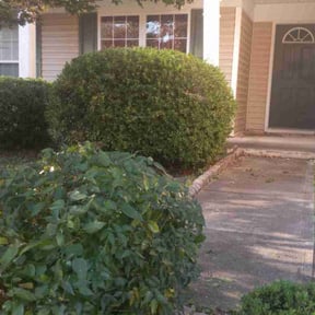 Bush Trimming by Forever Green FG LLC reviewed on October 23, 2025