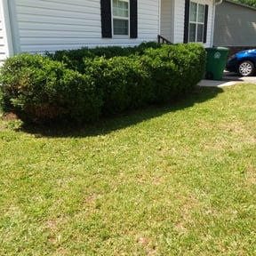 Bush Trimming by Helping Hands Landscape & Paint +more reviewed on August 19, 2025