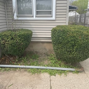 Bush Trimming by S&M lawn and tree service llc reviewed on August 17, 2025