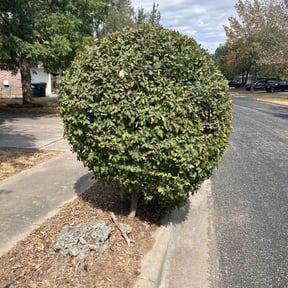 Bush Trimming by Wynstra Lawn Care LLC reviewed on August 16, 2025
