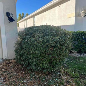Bush Trimming by Family lawn care  reviewed on June 2, 2023