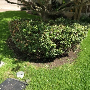 Bush Trimming by Robert Norton’s Lawn Care reviewed on August 19, 2025