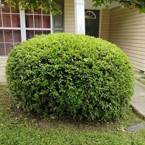 Bush Trimming by Valdes landscape reviewed on August 21, 2025