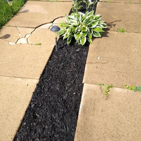 Bush Trimming by Greenspace Landscaping reviewed on August 17, 2025
