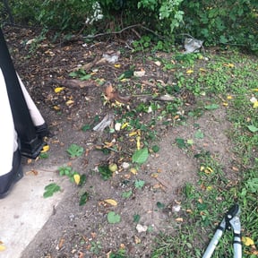 grass cutting by Christian Brothers Maintenance reviewed on April 4, 2025