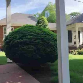 Bush Trimming by Year Round Lanscaping reviewed on October 19, 2025