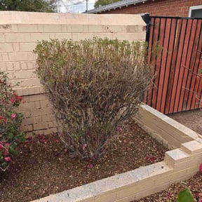 Bush Trimming by Residential maintenance reviewed on August 16, 2025