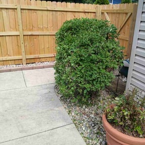Bush Trimming by Lawncare DM. reviewed on November 24, 2025