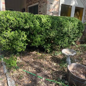 Bush Trimming by Harkins Lawn Services reviewed on August 21, 2025