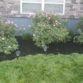 Flower Bed Weeding by My Family Lawn Care reviewed on August 17, 2025