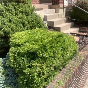 Bush Trimming by Haus Property Management reviewed on December 17, 2025