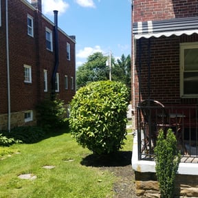 Bush Trimming by CCs lawn service LLC reviewed on August 21, 2025