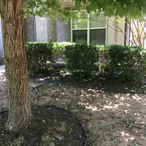 Bush Trimming by JC Landscaping reviewed on August 17, 2025