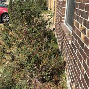 Bush Trimming by Tikitiki Garden Service reviewed on November 4, 2025