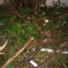 Bush Trimming by Lawncare By the beach reviewed on August 20, 2025