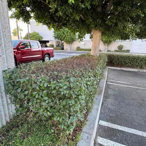 Bush Trimming by KoJawn&#039;s Lawns reviewed on November 7, 2025