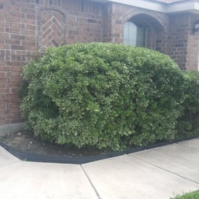 Bush Trimming by Lee harris lawn care reviewed on August 15, 2025