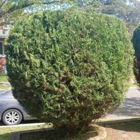 Bush Trimming by Farsight services reviewed on August 17, 2025