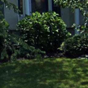 Bush Trimming by Stew's lawns and things  reviewed on March 10, 2026