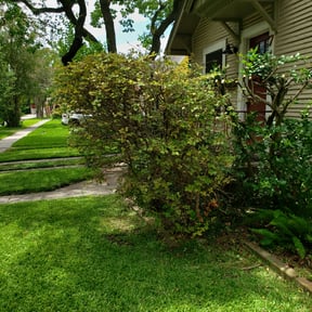 Bush Trimming by City Living LLC reviewed on August 19, 2025