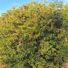 Bush Trimming by The Lawn Guy reviewed on April 14, 2026