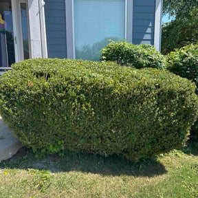 Bush Trimming by Sbm reviewed on May 13, 2026