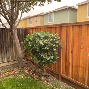 Bush Trimming by R&A landscaping reviewed on August 21, 2025